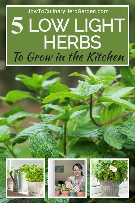 Easy Indoor Herbs To Grow, What Herbs Can You Grow Inside, Kitchen Plant Ideas Indoor Herbs, Herbs Inside The House, Kitchen Grow Lights Indoor Herbs, Growing Herbs Indoors With A Grow Light, Diy Indoor Herb Garden With Grow Light, Easy Indoor Herb Garden, Indoor Year Round Herb Garden