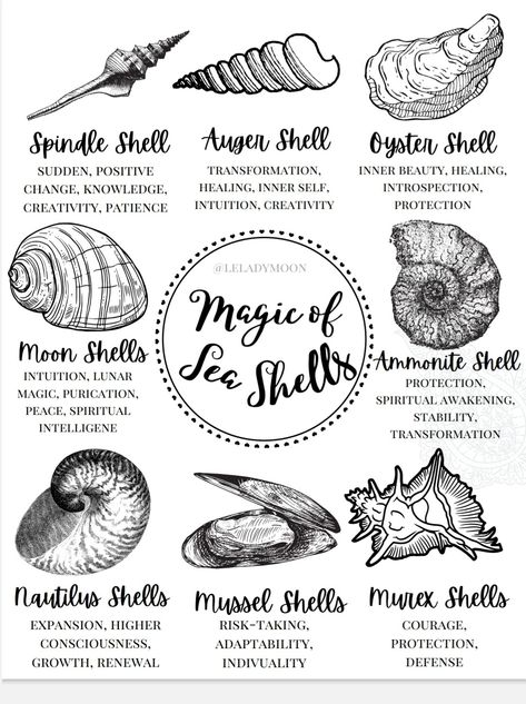 Sea Shell Meaning, Sea Witch Runes, Shells In Witchcraft, Shell Meaning Witchcraft, Ocean Symbolism, Shell Witchcraft, Seashell Meaning, Eclectic Paganism, Seashells Witchcraft