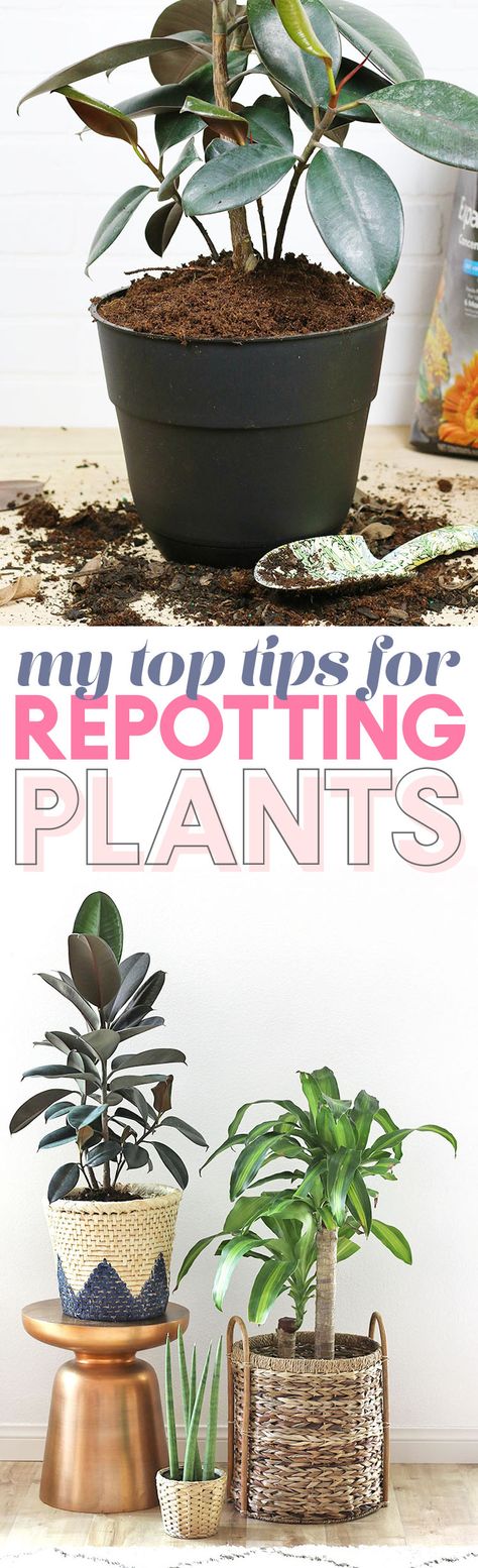 Can't wait to repot my plants! Replant, Harvest Rainwater, Replanting Succulents, Collecting Rainwater, Repotting Plants, Inside Plants, Web Images, House Plants Decor, Landscaping Tips