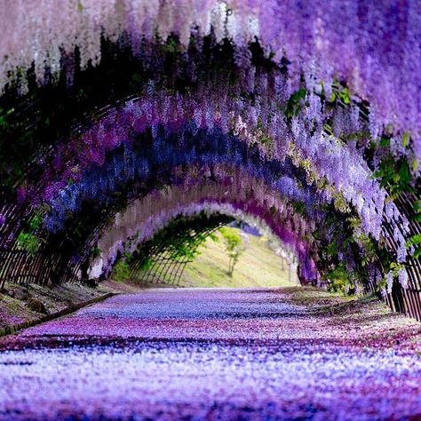 There’s nothing better than a colorful display of flowers, and come springtime there are a variety of destinations across the… Kawachi Fuji Gardens, Wisteria Tunnel, Wisteria Garden, Spring In Japan, نباتات منزلية, Beautiful Places To Travel, Beautiful Places To Visit, Fantasy Landscape, Wisteria