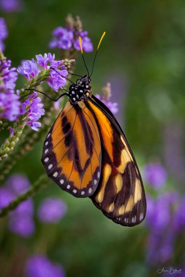 Nature, Triadic Color Scheme Photography, Triadic Colors, Tulips Images, Color Theory Art, Tertiary Color, Complimentary Color Scheme, Orange Butterfly, Orange Aesthetic