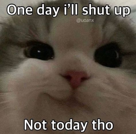 Funny Cat Pfp, Cursed Anime, Meme Chat, Funny Looking Cats, Silly Cats Pictures, Funny Animal Jokes, Funny Cat Memes, Very Funny Pictures, Meow Meow