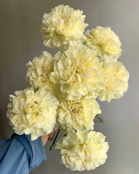 #FlorequisaFlowers #carnation #claveles #clavelesminami #carnations #carnationsflowers #flowergrower #ecuadorianflowers #freshcutflowers #cutflowers Pale Yellow Flowers Aesthetic, Soft Yellow Outfit, Light Yellow Weddings, Yellow Flowers Bouquet, Yellow Flower Arrangements, Cream Tattoo, Yellow Wedding Bouquet, Yellow Carnations, Yellow Wedding Theme