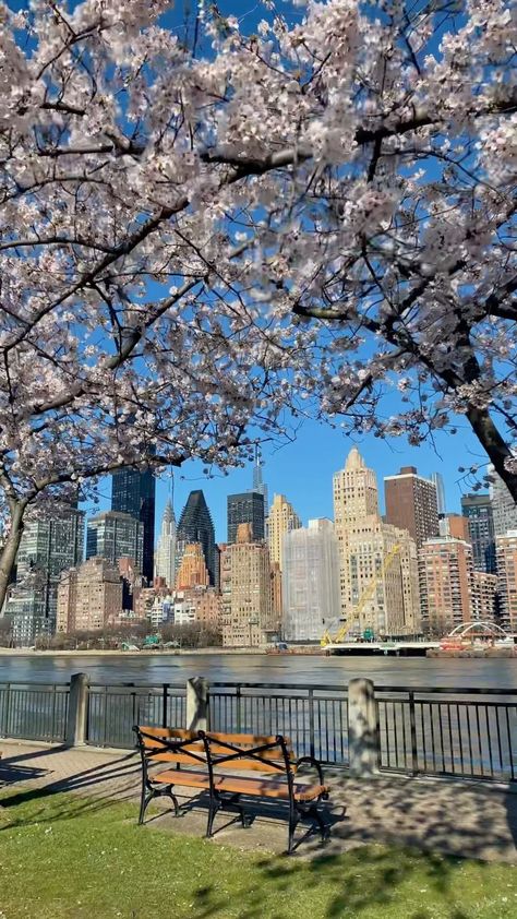 newfacesny on Instagram: ROOSEVELT ISLAND 🌸 . #cherryblossom #nyccherryblossoms #nyc#manhattanskyline #newyork #manhattan #roosveltisland #springinnewyork… Nyc Spring, Spring In New York, Nyc Baby, Roosevelt Island, Nyc Aesthetic, Nyc Life, New York Life, City Vibe, Nyc Trip