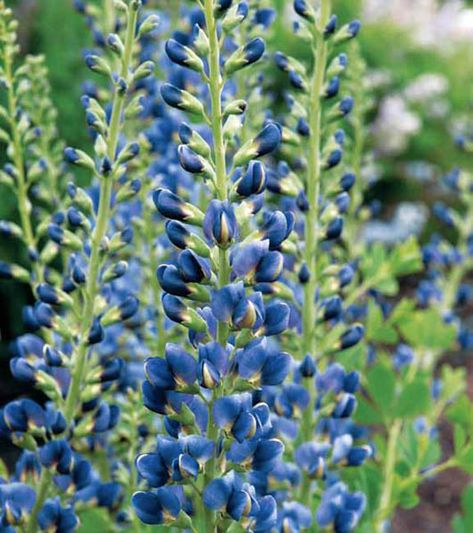 Noted for its long blooming season, Baptisia 'Midnight' is an upright perennial bearing a profusion of extremely long inflorescences, 24 in. (60 cm), bearing deep blue-violet flowers. Unlike most False Indigos, this plant enjoys two bloom cycles within its blooming season. The first cycle produces long flower spikes up to 24 in. long in late spring. It is quickly followed by a second cycle, which produces blooms on secondary branches with inflorescences up to 5 in. long (12 cm), further extendin False Indigo, Indigo Plant, Chicago Botanic Garden, Blue Delphinium, Native Plant Gardening, Long Flowers, Hummingbird Garden, Garden Nursery, Blue Garden