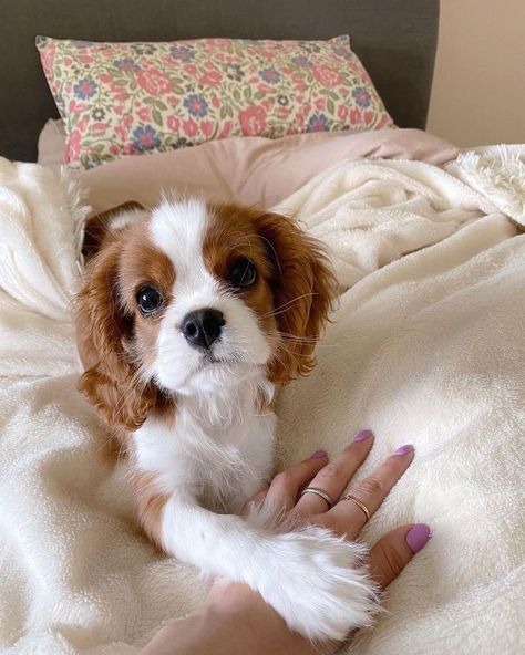 Cavalier King Charles Spaniel Lovers | Facebook King Charles Cavalier Spaniel Full Grown, Cavalier King Charles Spaniel Aesthetic, Cocker Spaniel Puppies King Charles, Cavalier King Charles Spaniel Puppy, Cavalier King Spaniel, King Spaniel, Cavalier Dog, King Charles Puppy, Cavalier King Charles Dog