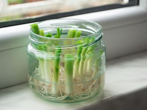 Regrow Green Onions, Green Onions Growing, Regrow Vegetables, Growing Onions, Growing Greens, Plant Cuttings, Food Garden, Grow Your Own Food, Wine Cork