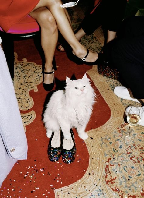 Shotting Photo, Photographie Portrait Inspiration, Monica Bellucci, Photography Inspo, White Cat, Sabrina Carpenter, Holiday Collection, Kate Spade New York, Harry Styles