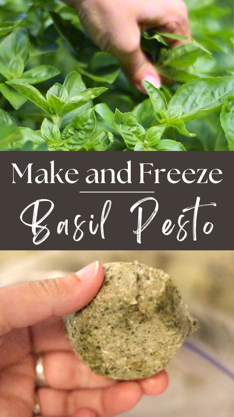 Basil pesto is a delicious Italian spread/sauce made out of fresh basil, olive oil, garlic, nuts, and parmesan cheese. This recipe is a great way to use up basil if you have an abundance in the garden like I do. I’m also going to share how I freeze pesto in small portions, so I can use it through the winter when fresh basil is just a summer memory. Grandma Hobbies, Basic Grilled Cheese, Preserving Basil, Freezing Pesto, Fresh Basil Recipes, Basil Soda, Basil Lemonade, Basil Pesto Recipes, Freezing Herbs