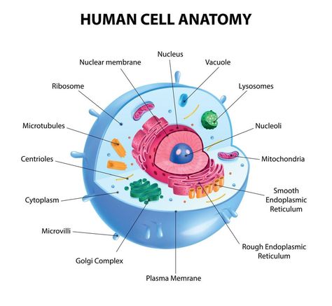 Human Cell Diagram Human Cell Diagram, Human Cell Structure, Animal Cell Anatomy, Animal Cell Drawing, Cell Anatomy, Human Cell, Nuclear Membrane, Cell Diagram, Prokaryotic Cell