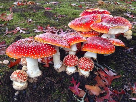 Amanita muscaria, commonly known as the fly agaric or fly amanita, is a basidiomycete mushroom, one of many in the genus Amanita. It is also a muscimol mushroom. Native throughout the temperate and boreal regions of the Northern Hemisphere, Amanita muscaria has been unintentionally introduced to many countries in the Southern Hemisphere, generally as a symbiont with pine and birch plantations, and is now a true cosmopolitan species. It associates with var (Source: Wikipedia, '', http://en.wikipe Psychadelic Mushroom, Scene Kid Hair, Fly Agaric Mushroom, Mushroom Caps, Mushroom Pictures, Amanita Muscaria, Fly Agaric, Mushroom Fungi, Scene Kids