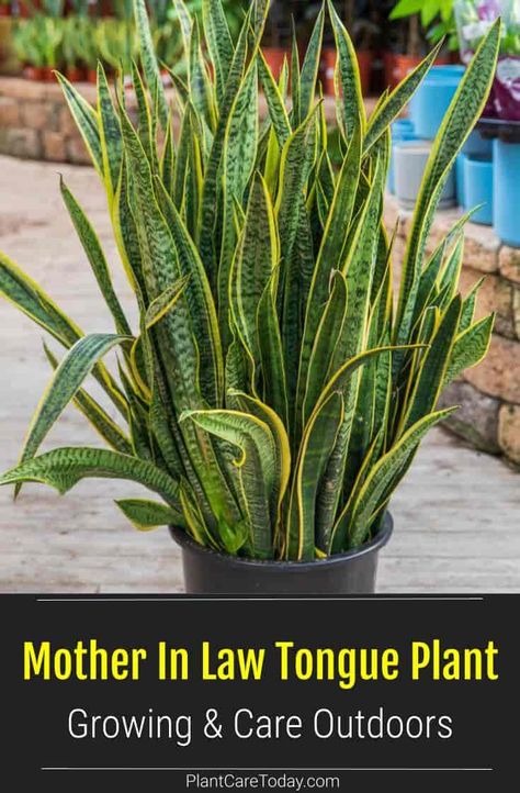 When growing Mother In Law Tongue plant outdoors the snake plant is happiest in bright indirect light. They make excellent potted specimens and handle temperatures over 70° or higher. [DETAILS] Mother In Law Tongue Plant Care, Mother In Law Plant Houseplant, Mother In Law Tongue Plant Outdoors, Mothers Tongue Plant, Mother In Law Tongue Plant, Mexico Garden, Mother In Law Plant, Plants 101, Snake Plant Care