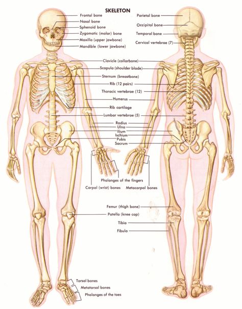 The skeletal system has four major jobs. It protects internal organs, provides support, helps the body move, and stores minerals. Human Anatomy Picture, Human Body Bones, Human Anatomy Chart, Skeletal System Anatomy, Human Anatomy Female, Human Anatomy Model, The Human Skeleton, Muscle Diagram, Human Skeletal System