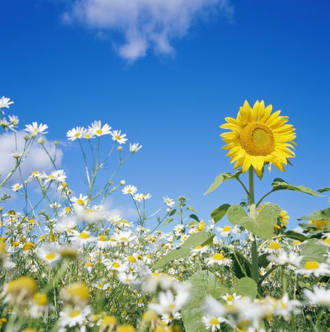 Daisies are a part of the sunflower family, and grow in very similar habitats as their big yellow relatives. Simple Wedding Bouquets, Sunflower Family, Sunflowers And Daisies, Organic Mulch, Rock Garden Landscaping, Organic Garden, Great Hobbies, The Sunflower, Green Lawn