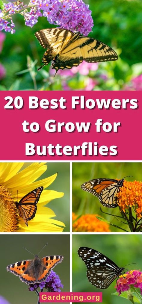 20 Best Flowers to Grow for Butterflies - Gardening Flowers For Butterflies, Flowers That Attract Butterflies, Monarch Butterfly Garden, Butterfly Garden Plants, Attracting Butterflies, Plants That Attract Butterflies, Flowers To Grow, Butterfly Garden Design, Butterfly Habitat