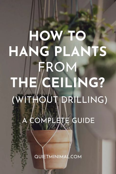 Hang Plant From Ceiling, How To Hang Plants From Ceiling Diy, How To Hanging Plants, Rent Friendly Plant Hanging, Hanging Plants No Holes, Hanging Plants In Front Of Window Ideas, Window Plant Hanging, How To Hang Hanging Plants, Hanging Plants For Bathroom