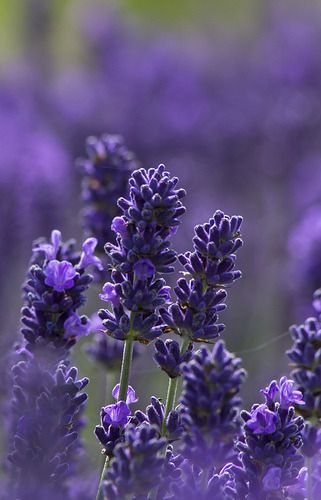 Purple Board, Lavender Cottage, Lavender Aesthetic, Lavender Garden, English Lavender, Lavender Plant, Lovely Lavender, Lavandula Angustifolia, Most Beautiful Flowers