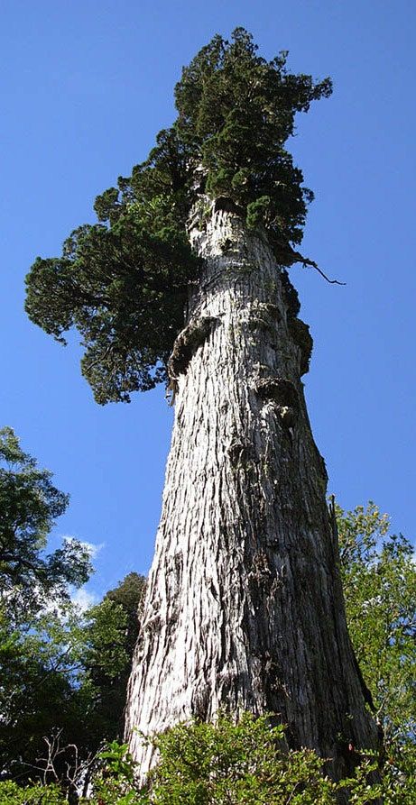 Lords Of The Rings, Earth Rings, Weird Trees, Tree Species, Giant Tree, Old Tree, Old Trees, Ancient Tree, Tree Photography