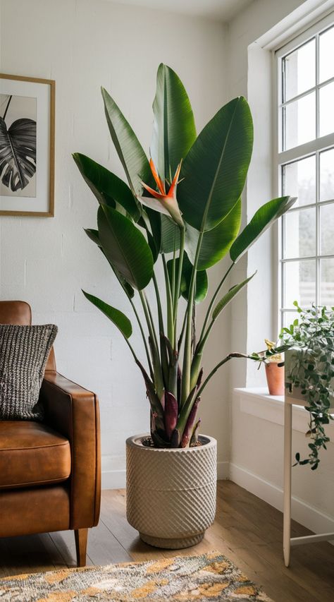 14 Best Houseplants for Your Living Room Big Leaf Indoor Plant Houseplant, Large Floor Plants Living Rooms, Tall House Plants Indoor Living Rooms, Tropical Plant Indoor, Big Plant In Living Room, Inside Plants Ideas, Greenery In Home, Elegant Indoor Plants, Real Indoor Plants