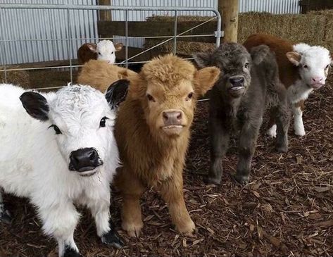 Mini Hereford, Miniature Highland Cattle, Mini Highland Cow, Miniature Cows, Pet Cows, Hereford Cows, Sweet Cow, Small Cow, Mini Cows