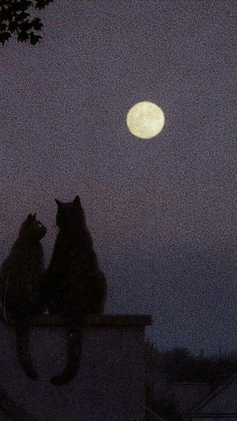 Goodnight Asthetic Picture, Chill Core Aesthetic, Moon And Books Aesthetic, Animal Asthetic Picture, Aesthetic Moon Photos, Dark Cats Aesthetic, Watching The Moon Aesthetic, Black Cat Asthetics Photos, Moody Feminine Aesthetic