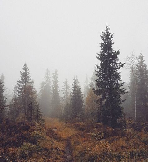 Character Musings, Fog Autumn, Norway Forest, Norway Nature, Forest Core, Pretty Landscapes, Autumn Forest, Autumn Landscape, Autumn Aesthetic