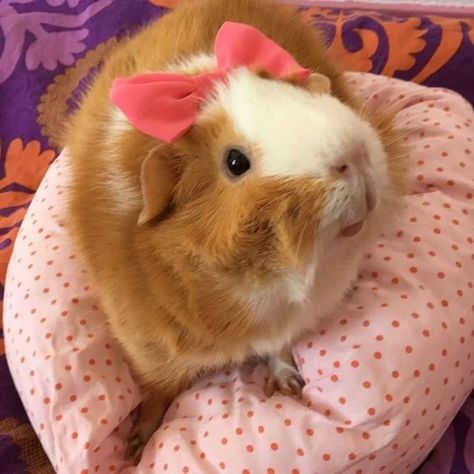 Cute Gineau Pigs, Ginny Pigs, Guinea Pigs Cute, Peruvian Guinea Pig, Guine Pig, Pig Pics, Guinea Pigs Funny, Baby Guinea Pigs, Pet Guinea Pigs