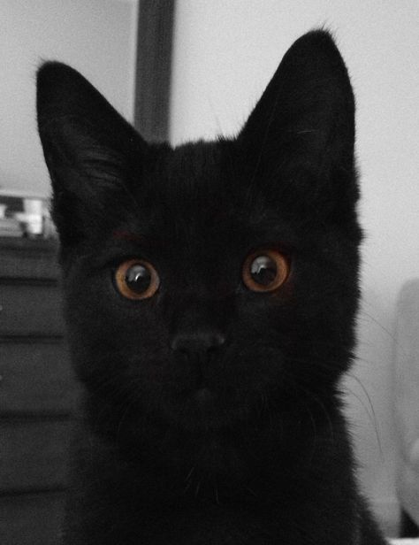 My black kitten, big yellow eyes. Black Cat With Brown Eyes, Brandon Core, Brown Eyes Aesthetic, Black Kittens, Kid Projects, Black Kitten, Large Eyes, My Black, Yellow Eyes