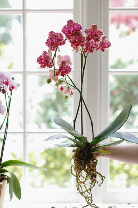 Orchids Hanging Ideas, Hanging Orchids Outside Ideas, Indoor Orchids Garden, Hanging Orchids Ideas, Orchid On Wood, Growing Orchids Indoors, Orchids Pots Ideas Planters, Orchid Pots With Holes, Orchid Pots Ideas