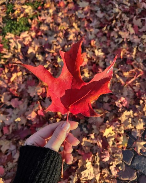 Red Aesthetic Fall, Tree Aesthetic, Orange Mushroom, Leaf Photography, Orange Leaves, Cream Aesthetic, Red Fall, Big Leaves, Orange Aesthetic