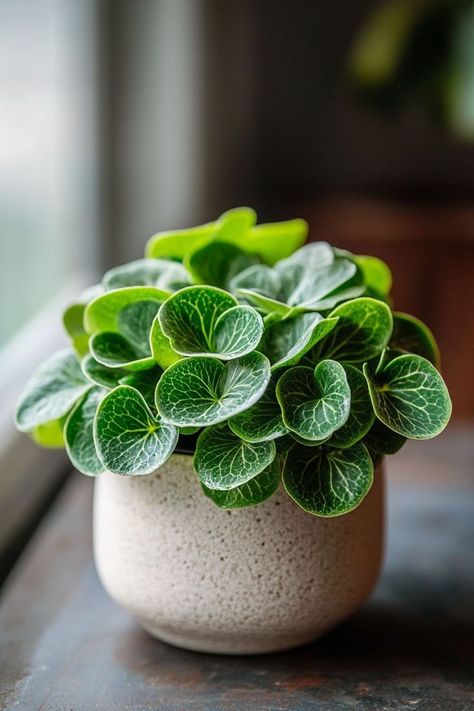 Peperomia is a charming and versatile choice for any indoor garden! 🌿🏡 Known for its unique foliage and compact growth, this plant is a delightful blend of beauty and low maintenance. Perfect for brightening up small spaces and adding a touch of greenery, Peperomia is easy to care for and bursting with visual appeal. Indulge in this stylish twist on houseplants today! 🌱✨ #Peperomia #Houseplants #IndoorGarden #GreenLiving Small Pot Plants Indoor, Plant Bedroom, Home With Plants, Wallpaper Plants, Tattoo Plant, Aesthetic Plants, Peperomia Plant, Flora Garden, Plants For Home