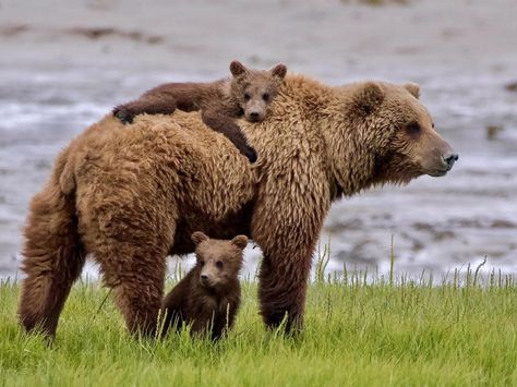 Grizzly Bear Cub, Mother's Milk, Mother Bears, Bear Tattoo, Bear Photos, No Love, Mother Child, Happy Mother, Bear Cubs