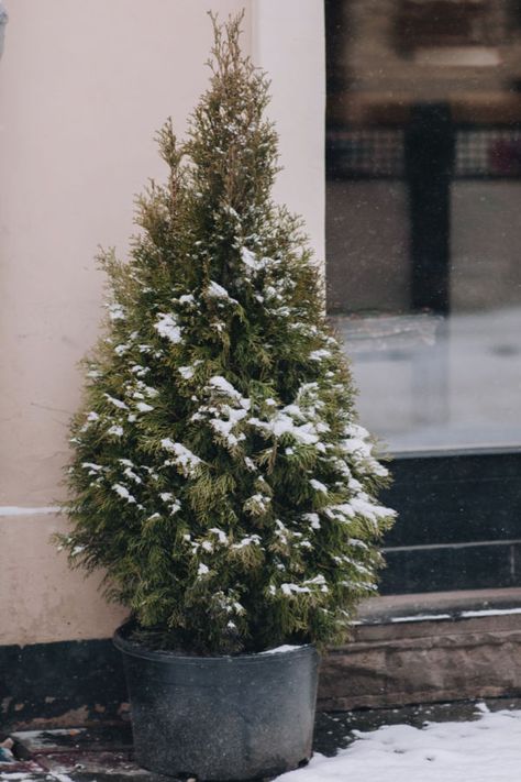 Potted Evergreen Trees, Evergreen In Planter Front Porches, Outdoor Potted Plants For Winter, Evergreen Container Plants, Winter Patio Plants, Potted Evergreens Front Porches, Winter Potted Plants Front Porches, Cold Weather Plants For Pots, Potted Shrubs For Patio