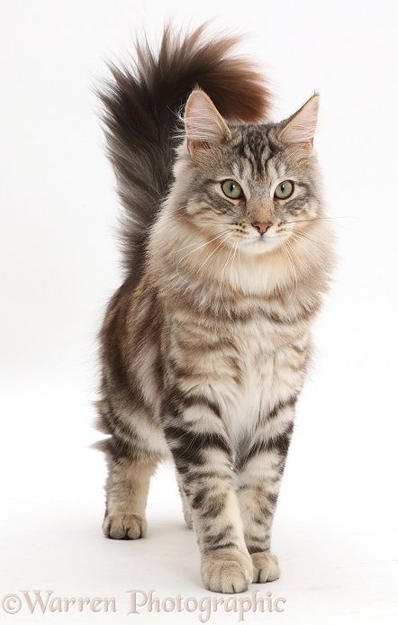 Cat Reference Poses Photo, Cat Photography Poses, Cat Full Body Photo, Cat Facing Forward, Dynamic Cat Poses, Cat Reference Photo, Cats Posing, Cat Side, Silver Tabby Cat