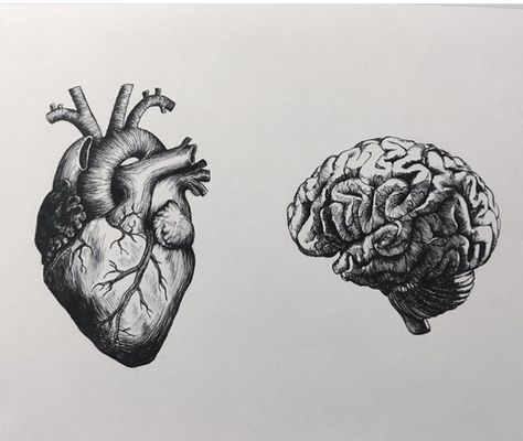 Brain Heart Illustration, Human Brain Tattoo, Brain Heart Drawing, Brain Sketch Art, Brain And Heart Tattoo Design, Heart And Brain Drawing, Brain Vs Heart Tattoo, Brain And Heart Drawing, Anatomical Brain Tattoo