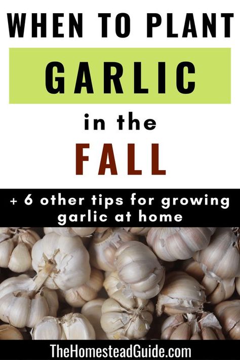 How And When To Plant Garlic, When To Plant Garlic Fall, Grow Your Own Garlic, Plant Garlic In Fall, Planting Garlic In Fall In Containers, How To Plant Garlic In The Fall, Growing Garlic Indoors, How To Grow Garlic Indoors, How To Grow Garlic From A Clove