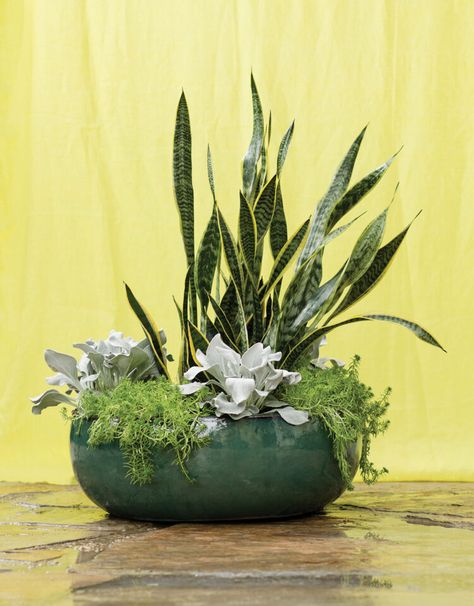 Planter Arrangements Indoor, Potted Plants Arrangements Ideas, Snake Plant Arrangement Indoor, Plant Arrangements Outdoor, Indoor Plant Arrangement Ideas, Indoor Plant Arrangements, Houseplant Arrangements, Plant Arrangements Indoor, Snake Plant Arrangement