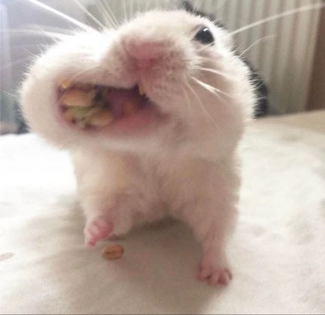 Funny Hamsters, Cute Small Animals, Cute Rats, Cute Animals Puppies, Funny Animal Photos, Silly Cats Pictures, Cute Hamsters, Pretty Animals, Cute Animals Images