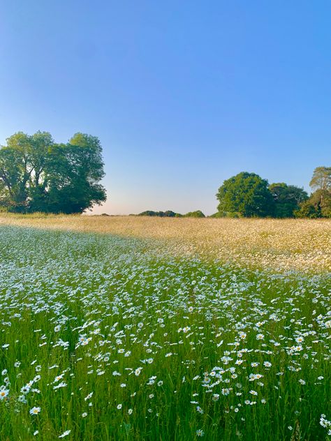 Flower field #spring #june #flowers #floral #aesthetic #aestheticwallpaper #aesthetictumblr #aestheticwallpaperiphone Field With Flowers Aesthetic, Fields With Flowers, Field With White Flowers, Green Field With Flowers, Big Flower Field, Spring Field Aesthetic, Wild Flower Field Aesthetic, Flower Feild Pics Aesthetic, Grassy Field Aesthetic