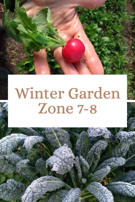 Don't let winter or frost kill your garden! Learn how to grow vegetables all year long in zone 7a, 7b, 8a, and 8b. Zone 8 Winter Garden, Zone 7 Winter Garden, Fall And Winter Garden Zone 7, Zone 8b Winter Garden, 7b Zone Plants, 7a Planting Zone, August Planting Zone 7, Fall Winter Garden Zone 8, 7b Gardening Zone