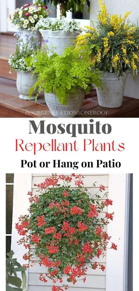 Mosquito Repellent Plants, Citronella Plant, Plants That Repel Bugs, Mosquito Repelling, Mosquito Plants, Hanging Plants Outdoor, Repellent Plants, Porch Plants, Potted Plants Outdoor