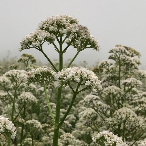 Open Flower Field, One Different Flower In A Field, Valerian Flower, White Valerian Plant, Field Of White Flowers, Iceland Flower Field, Carlsbad Flower Fields, Oc Board, Naturopathy