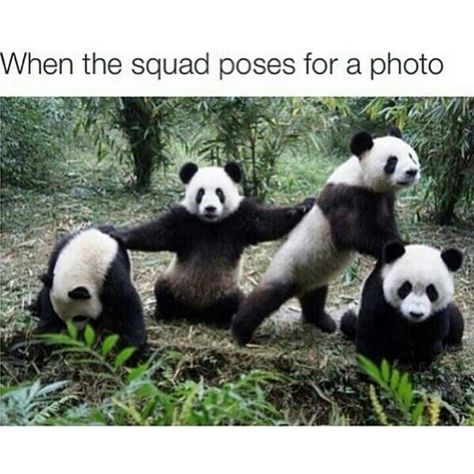 JOIN DA PANDA SQUAD GOALS TODAY! Panda Lindo, Panda Bears, Panda Love, Friend Memes, Cute Panda, Animal Tattoos, Panda Bear, Animal Memes, Funny Cute