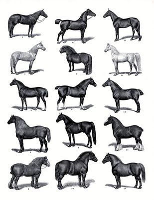 Click HERE for the Full Size Printable PDF This is a nice looking Vintage Horse Print from an Antique Dictionary! The print shows a variety of different Horse Breeds. I’ve included a printable download so that you can print it out, and frame it for some Instant Art for your home! Horse Clip Art, Different Horse Breeds, Horse Clipping, The Graphics Fairy, Equestrian Fashion, Types Of Horses, Horse Wallpaper, Graphics Fairy, Paper Fabric