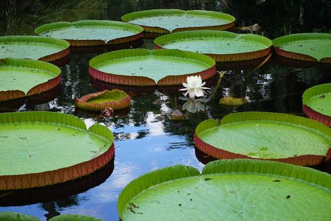 Amazon Forest Photography, Victoria Amazonica, Giant Water Lily, Photography Water, Amazon Forest, Forest Photography, Flowering Plants, Kew Gardens, Garden Diy