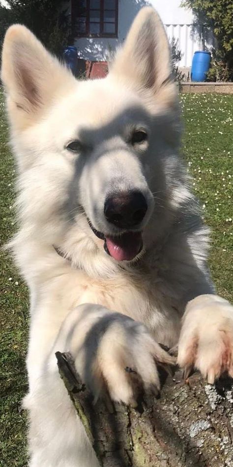 Albino German Shepherd, German Shepherd Care, White Swiss Shepherd, White Shepherd, White German Shepherd, Dogs Breeds, German Dogs, Dream Dog, Really Cute Dogs