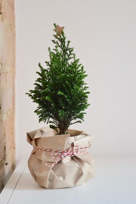 Plant Gift Ideas, Christmas Plants Gifts, Christmas Tree Plant, Christmas Pots, Christmas Plants, Budget Friendly Gift, Plant Gift, Last Minute Christmas Gifts, Simple Christmas Decor