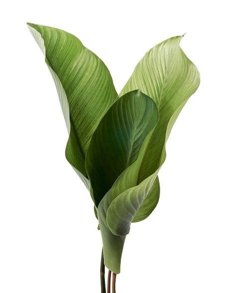 Photo calathea foliage, exotic tropical ... | Premium Photo #Freepik #photo #philodendron #big-leaf #jungle-plants #leaf-plants Plant On White Background, Big Leaves Painting, Plants Reference Photos, Green Leafs Aesthetic, Plants With White Background, Monstera Leaf Aesthetic, Plants Astethic, Plant With White Background, Big Leaves Plant