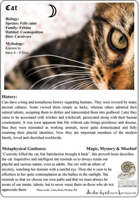 Cat History, Cat Symbolism, Cat Spirit Animal, Spirit Animal Meaning, Animal Meanings, Cat Spirit, Animal Spirit Guide, Magic Moon, Animal Spirit Guides