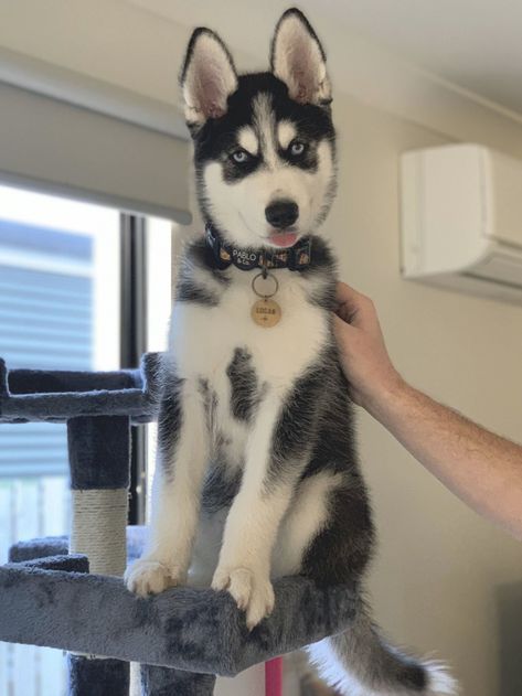 Just a bloppy boy on a cat tower #husky #huskies Aesthetic Husky, Caine Husky, Malamute Husky, Cute Husky Puppies, Deadly Animals, Malamute Puppies, Husky Puppies, Husky Funny, Cute Husky